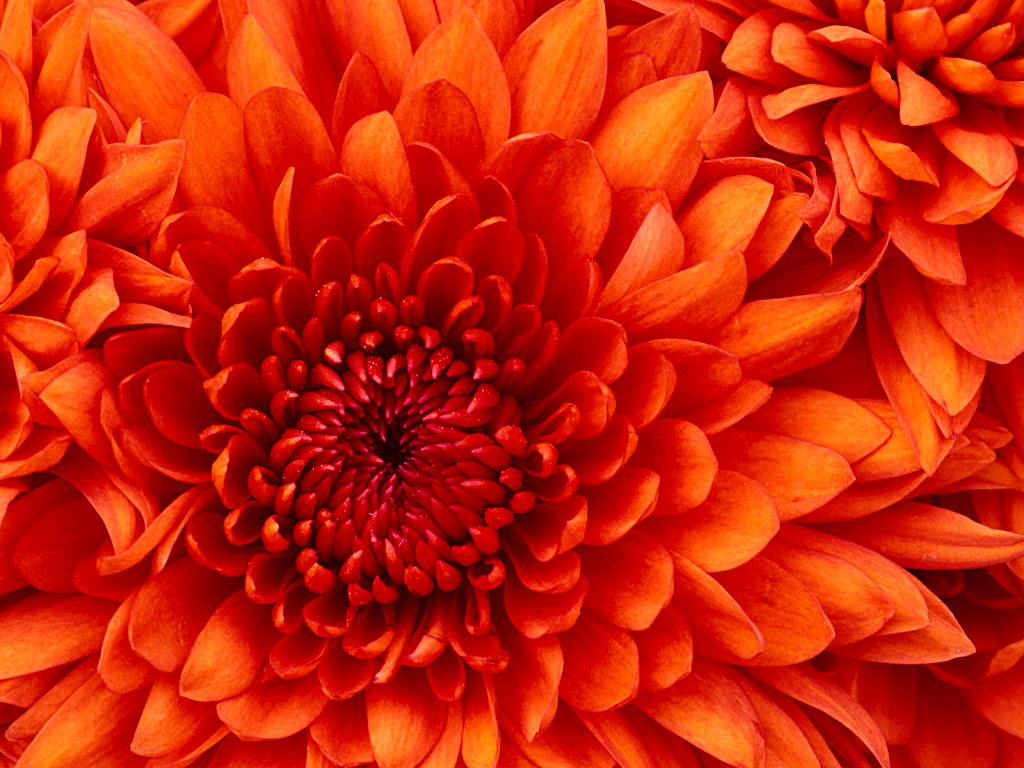 HOW TO STAY AS BRILLIANT AS A FLOWER IN STUDYING ENGLISH